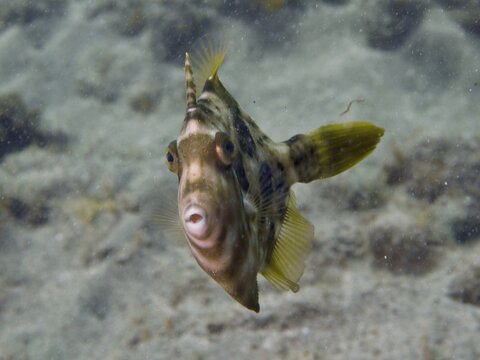 A brown filefish (Stephanolepis hispidus) looks straight into the camera, surrounded by rocks and seaweed underwater, at the El Cabron Marine Reserve dive site, Arinaga, Gran Canaria, Spain, Europe, Atlantic Ocean