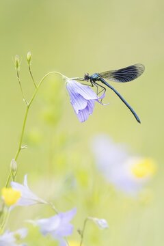 Banded demoiselle (Calopteryx splendens) to Spreading Bellflower (Campanula patula), Hesse, Germany