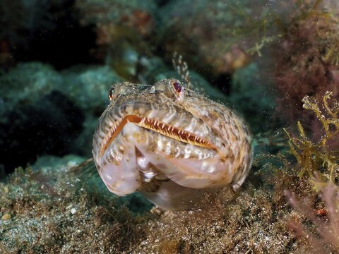 Portrait of lizardfish (Synodus saurus) with pointed teeth. Dive site El Cabron Marine Reserve, Arinaga, Gran Canaria, Spain, Atlantic Ocean