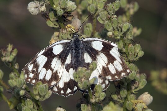 Marbled White butterfly (Melanargia galathea), Feldthurns, Bolzano-Bozen, Italy