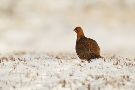 Red grouse (Lagopus lagopus scotica) adult game bird on a snow covered moorland in winter, Scotland, United Kingdom