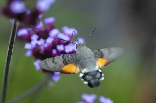 Hummingbird hawk-moth, carp tail, hummingbird swarmer, macroglossum stellatarum, dove tail, butterfly, flying, flight, insects, moths, moths, moths, butterfly