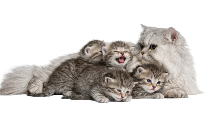 Fototapeta premium Fluffy silver Persian cat mother with four tabby kittens, isolated on transparent background
