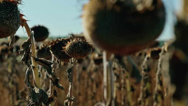 A detailed close-up shot shows ripe, dried sunflower heads filled with seeds in an agricultural field under bright sunlight before harvest.