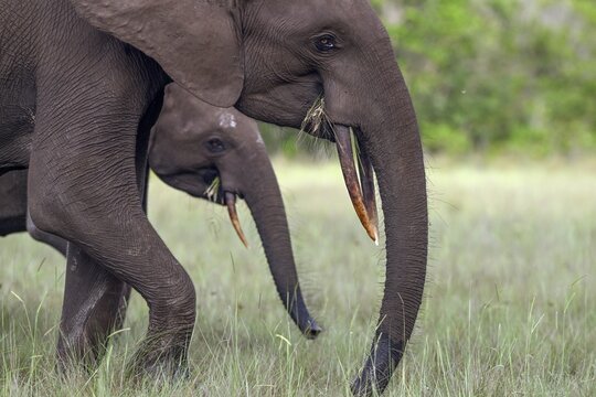 African forest elephants (Loxodonta cyclotis) in a clearing in Loango National Park, Parc National de Loango, Ogoou&eacute;-Maritime Province, Gabon