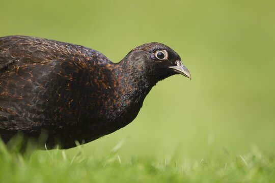 Common pheasant (Phasianus colchicus) adult game bird with a brown colour variation on a graas lawn, Norfolk, England, United Kingdom