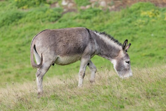A male grey domestic donkey (Equus asinus) grazes in a green paddock