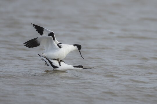 Pied avocet (Recurvirostra avosetta) two adult birds mating in a lagoon, England, United Kingdom