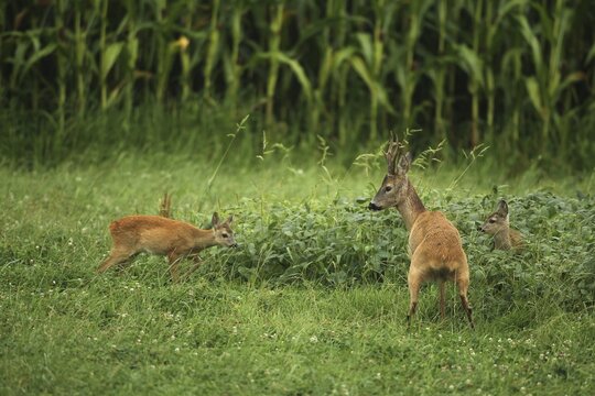 European roe deer (Capreolus capreolus) buck peeing in the meadow, two fawns watching with interest, Lower Austria, Austria