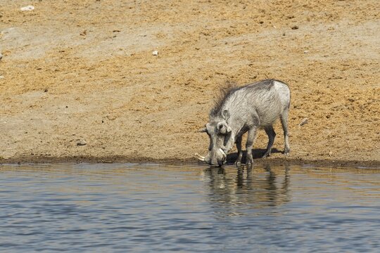 Common Warthog (Phacochoerus africanus) drinking at a waterhole, Etosha National Park, Namibia