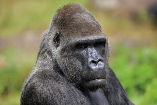 Western gorilla (Gorilla gorilla), adult, male, portrait, captive