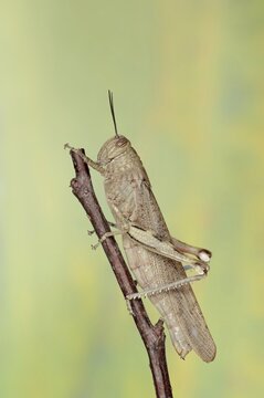 Egyptian locust (Anacridium aegyptium), Camargue, Provence, southern France