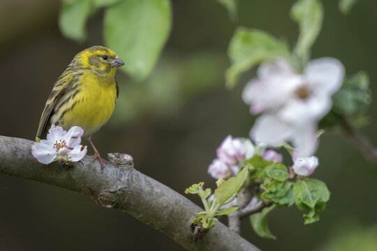 European Serin, serine, serinus serinus, birds, male, passeri, songbirds, birds