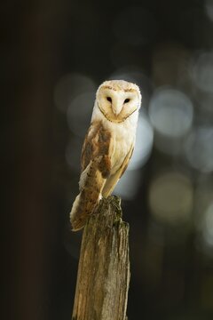 Common barn owl (Tyto alba), standing on dead tree stump, captive, Bohemian Forest, Czech Republic