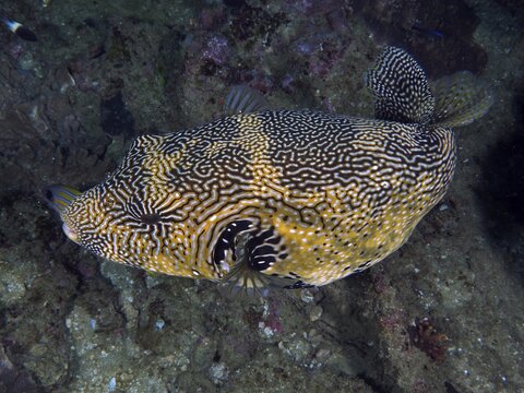 Map puffer (Arothron mappa), Sodwana Bay dive site, Maputaland Marine Reserve, KwaZulu Natal, South Africa