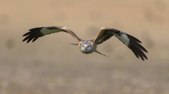 Red kite (Milvus milvus), flying over a field, Extremadura, Spain