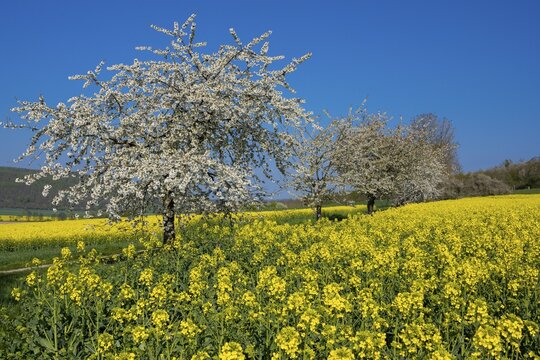 Blooming cherry trees on a rapeseed field near Bevern in the Weser Hills, Bevern, Holzminden, Lower Saxony, Germany