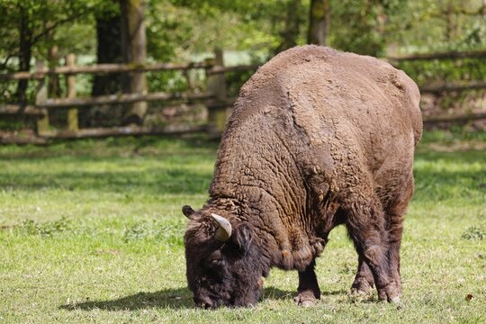 European bison (Bos bonasus) also known as grazing bison bull, bull, captive, Germany