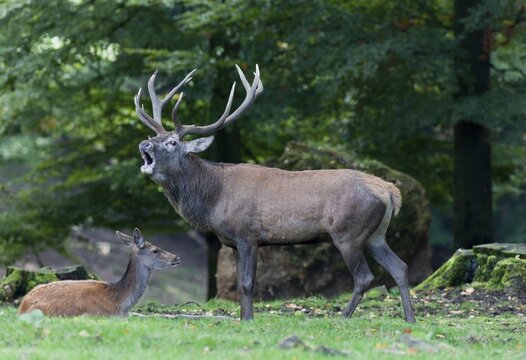 Red Deer (Cervus elaphus) bellowing