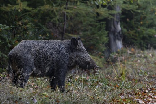 Suddenly a handsome wild boar (Sus scrofa) appears at the edge of the forest, mast year, acorns, beechnuts, October, Denmark