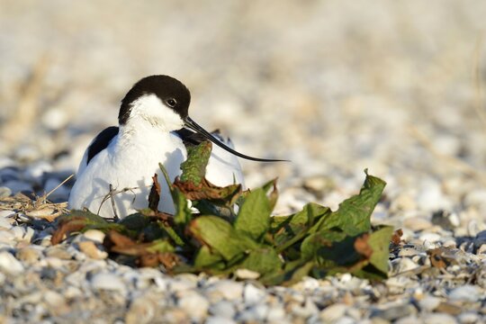 Pied Avocet (Recurvirostra avosetta) sitting on a nest, Oosterend, Texel, West Frisian Islands, province of North Holland, The Netherlands