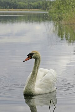 Mute Swan (Cygnus olor) on lake