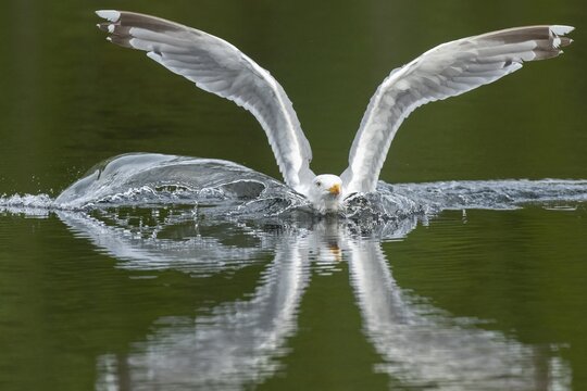 European herring gull (Larus argentatus), flying, Lauvsnes, North Trondelag, Norway