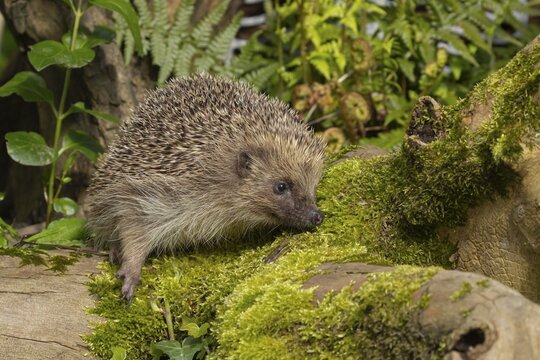 European hedgehog (Erinaceus europaeus) adult animal on a tree log in a garden, England, United Kingdom