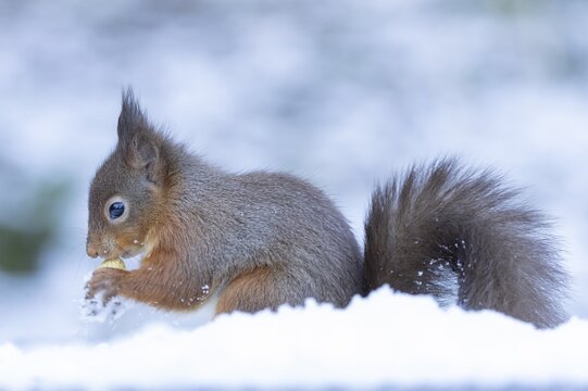 Red squirrel (Sciurus vulgaris) adult animal feeding on a nut in snow in winter, England, United Kingdom