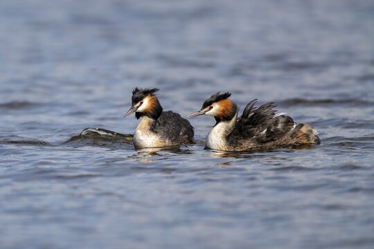 Great Crested Grebe (Podiceps Scalloped ribbonfish), pair, Vulkaneifel, Rhineland-Palatinate, Germany