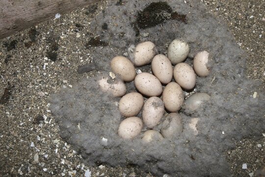 Goosander (Mergus merganser) Nest and clutch of 16 eggs in a nesting box in a field barn, Allg&auml;u, Bavaria, Germany, Allg&auml;u, Bavaria, Germany