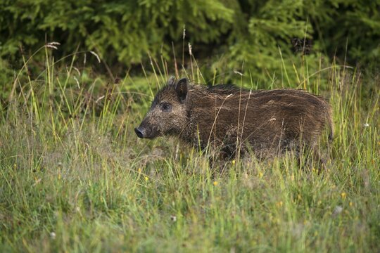Wild Boar (Sus scrofa), Eifel, Rhineland-Palatinate, Germany