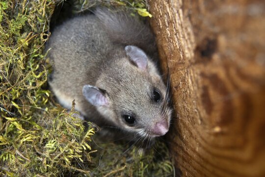 Edible dormouse, fat dormouse, glis glis, rodents, rodentia, dormouse, bilche, bolt, dormice, dormouse, mammals, nesting box, rodents, sleepers, mammals