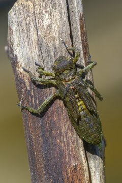Broad-bodied chaser, libellula depressa, flatbelly, anisoptera, dragonflies, high size, portrait format, insects, larva, larva, dragonflies, odonata, hatching, hatching