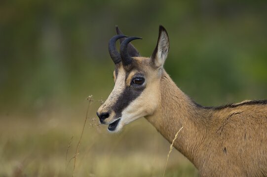Chamois (Rupicapra rupicapra), La Bresse, Vosges, France