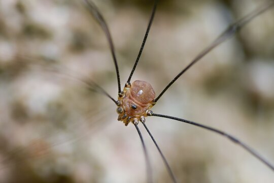 Arachnida, brownback spider kanker, autumn-weaver, leiobunum rotundum, opiliones, arachnids, weavers, wire-legged harvestman