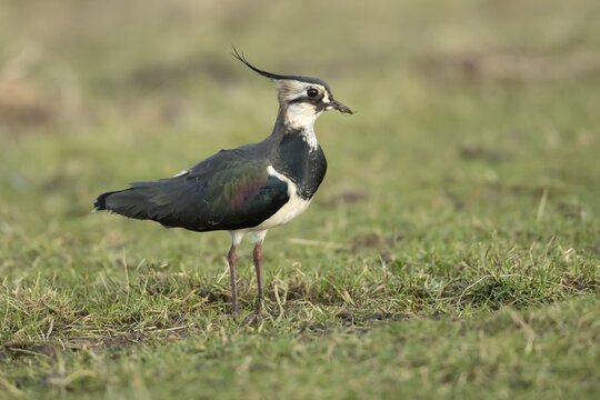 Northern lapwing (Vanellus vanellus) adult wading bird in grassland, England, United Kingdom