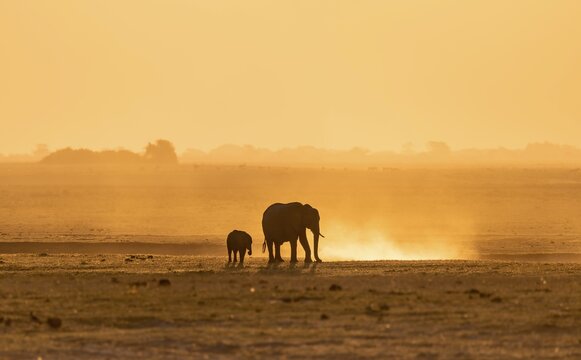 African elephant (Loxodonta africana), silhouette, sunset, atmospheric light, Ihaha, Chobe National Park National Park, Botswan