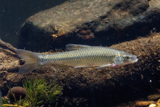 Blue ribbon bear, pseudorasbora parva, stone moroco, stone moroko, fish, fish, pisces, topmouth gudgeon