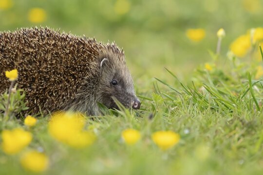 European hedgehog (Erinaceus europaeus) adult walking in a Spring meadow with flowering Buttercups, Suffolk, England, United Kingdom