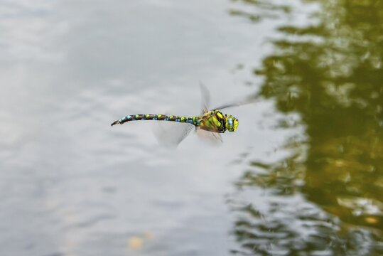 Southern Hawker (Aeshna cyanea), male in flight over water, Upper Austria, Austria