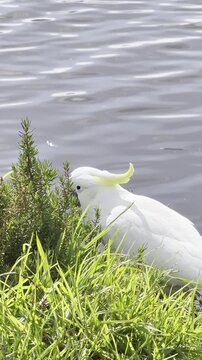 A sulphur-crested cockatoo feeding on grass and ragwort near the Maribyrnong River, Frogs Hollow Park, Melbourne, Victoria, Australia.