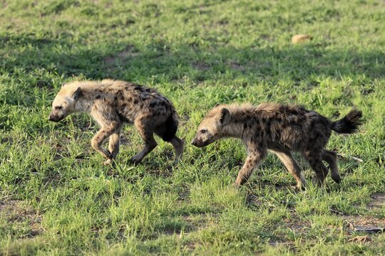 Spotted hyena (Crocuta crocuta), subadult, half-grown young, siblings, two, running, Kruger National Park, South Africa
