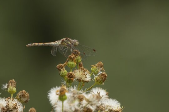 Common darter dragonfly (Sympetrum striolatum) adult insect resting on a Ragwort (Senecio jacobaea) plant seedhead, RSPB Minsmere nature reserve, Suffolk, England, United Kingdom