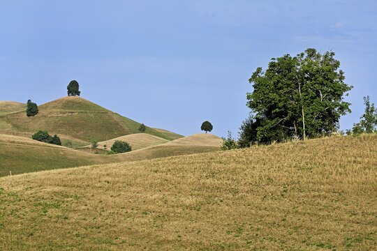 Linden trees (Tilia) growing in parched, dried-up meadows in the drumlin landscape, the hot summer of 2026, Hirzel, Canton of Zurich, Switzerland