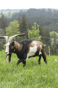 Domestic goat (Capra aegagrus hircus) 3, 5 year old buck, highly endangered species, Allg&auml;u, Bavaria, Germany