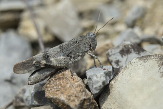 Acrididae, caelifera, field locusts, gomphocerinae, grasshoppers, short-feeler, Oedipoda germanica, red-winged wasteland scare, grasshoppers, grasshoppers, insects, red-winged grasshoppers, wasteland scare