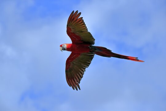 Scarlet macaw (Ara macao), adult, flying, parrot, Brazil