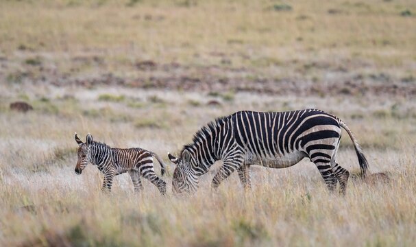 Cape Mountain Zebra (Equus zebra zebra), mother with foal, Mountain Zebra National Park, Eastern Cape, South Africa