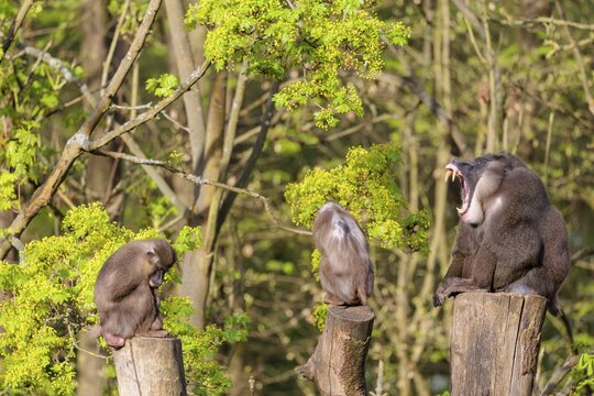 Three Drills (Mandrillus leucophaeus), a male and two females, sit high up on the three stumps of a cut tree and enjoy the early sunlight. A green forest can be seen in the background